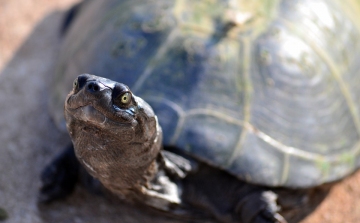 Kockakővel agyonütött egy teknőst az állatkertben egy nő