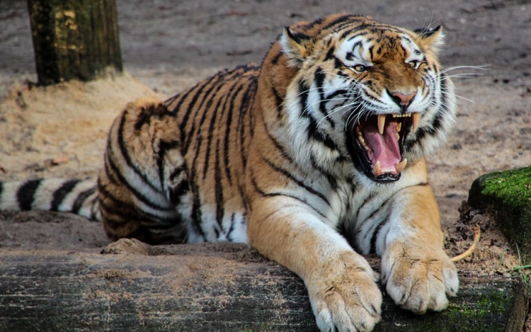Embert ölt egy tigris Angliában