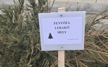 Kezdődik a kidobott fenyőfák begyűjtése