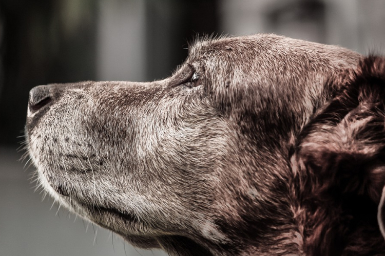 Elcsalta majd ellopta egy család kutyáját egy német nő