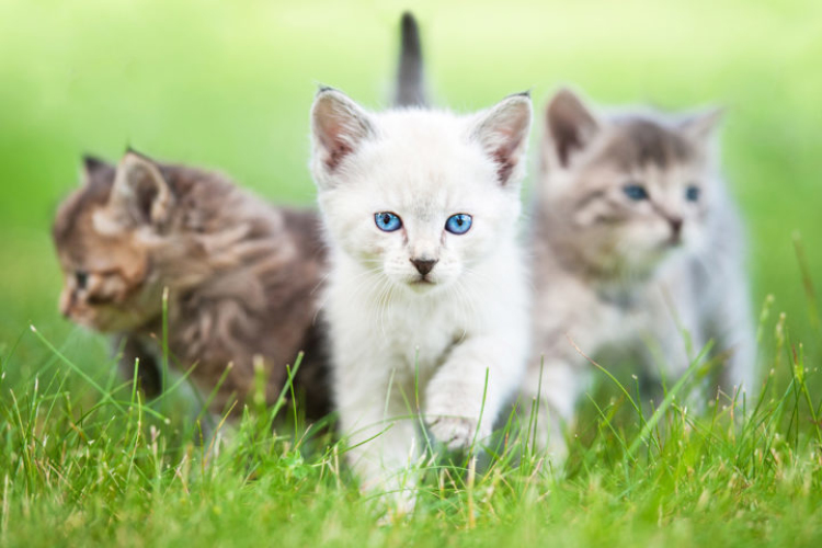 Több méter magas kerítésen dobálta át a kismacskákat, hogy végezzen velük