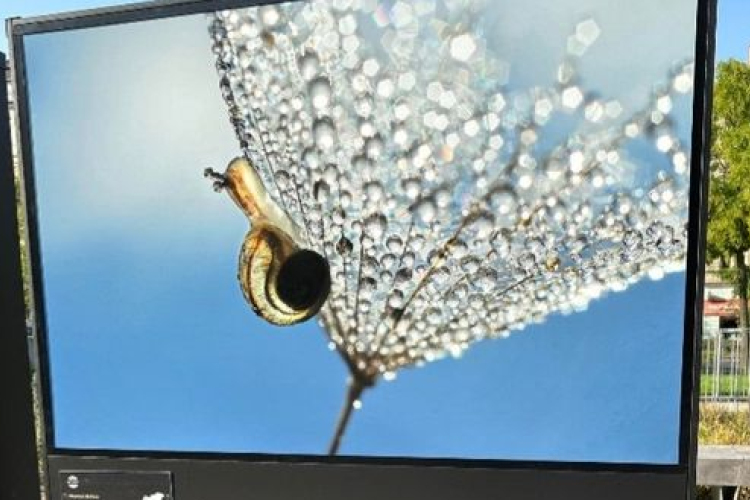 Pápai fotográfus alkotása is szerepel a Városligetben lévő szabadtéri tárlatban