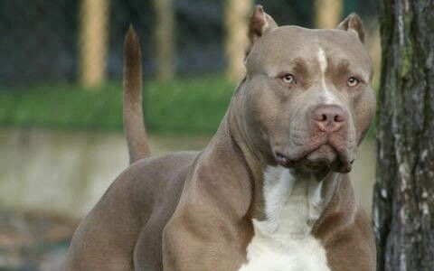 Súlyosan megsérült egy nő, akire kutya támadt Pápa környékén 