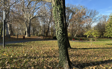 Ismét közösségi munkára hívják a pápaiakat