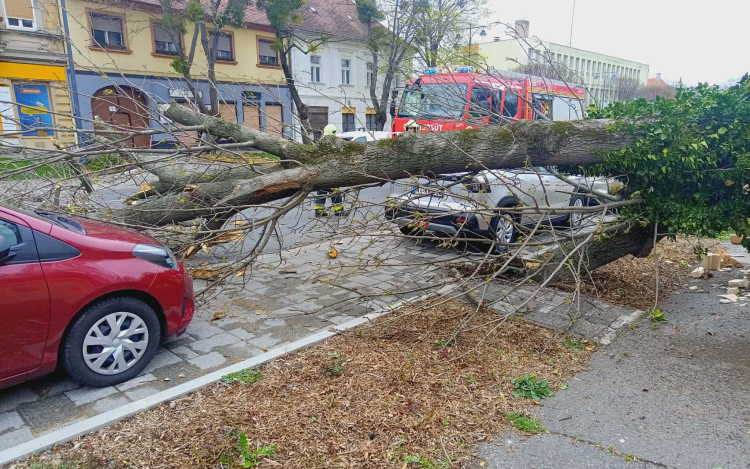 Viharos szél: Kidőlt egy fa a Szent István útra