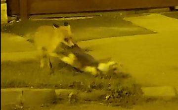 Elvitt egy macskát egy róka a pápai Lidl-nél - Videó!