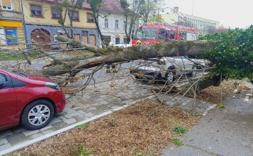 Viharos szél: Kidőlt egy fa a Szent István útra