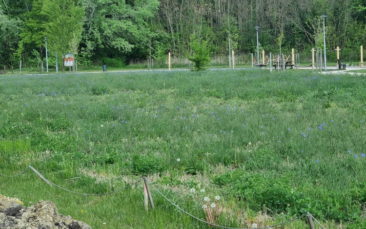 A Vágatlan Május jelentőségéről írt a pápai főkertész