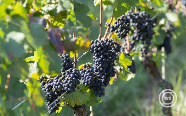 AM: rendkívüli támogatásban részesülhetnek a tavaszi fagykárt szenvedett szőlő- és gyümölcstermelők