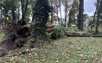 Komoly károkat okozott a vihar, hetekig is eltart a letört ágak, kidőlt fák eltakarítása