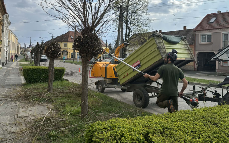 Miért nyírják le kopaszra a pápai fákat?