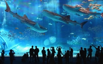 Víz alatt üdvözölte új dolgozóit egy japán akvárium
