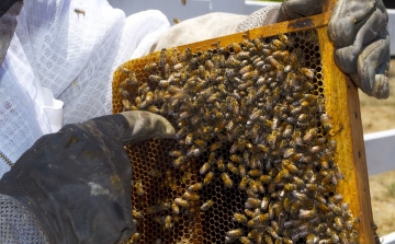 Megfejtették a méhkirálynők kettős énekét