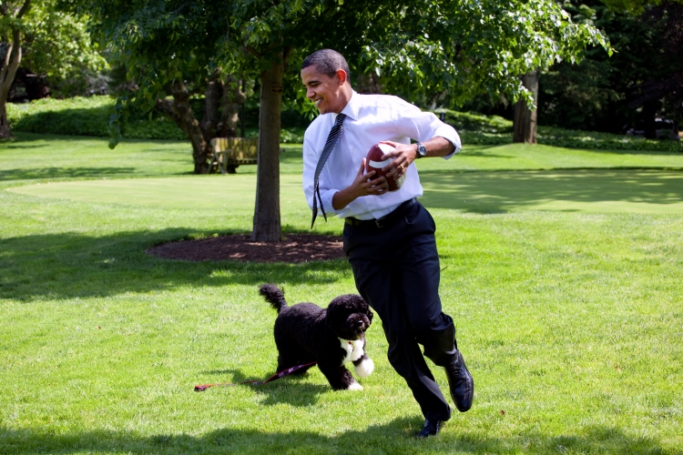 Fegyveres férfi el akarta rabolni Obama kutyáját