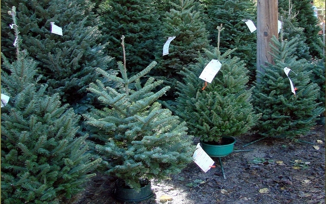 Drágább lesz idén a karácsonyfa