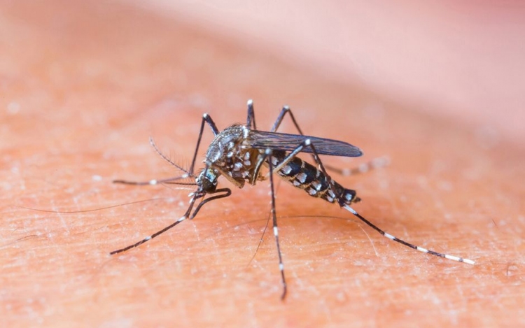 Még nincs stabil populációja a veszélyes ázsiai szúnyognak Magyarországon
