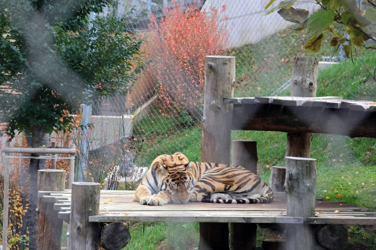 Nagymacskát fogadott örökbe a pápai légibázis
