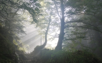 Csaknem egymillió facsemetét ültetett az Ipoly Erdő