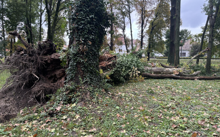 Komoly károkat okozott a vihar, hetekig is eltart a letört ágak, kidőlt fák eltakarítása