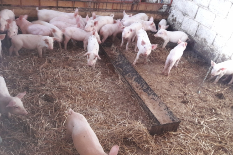 Malacokat lopott, elfogták