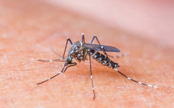 Emberre is veszélyes nyugat-nílusi láz vírusával fertőzött szúnyogok jelentek meg Európában