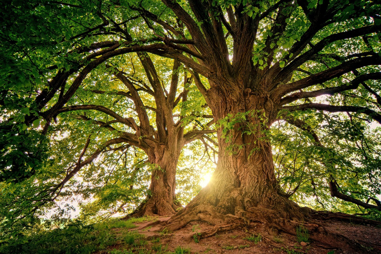 AM: még lehet szavazni Magyarország legszebb erdejére