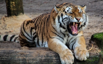 Embert ölt egy tigris Angliában
