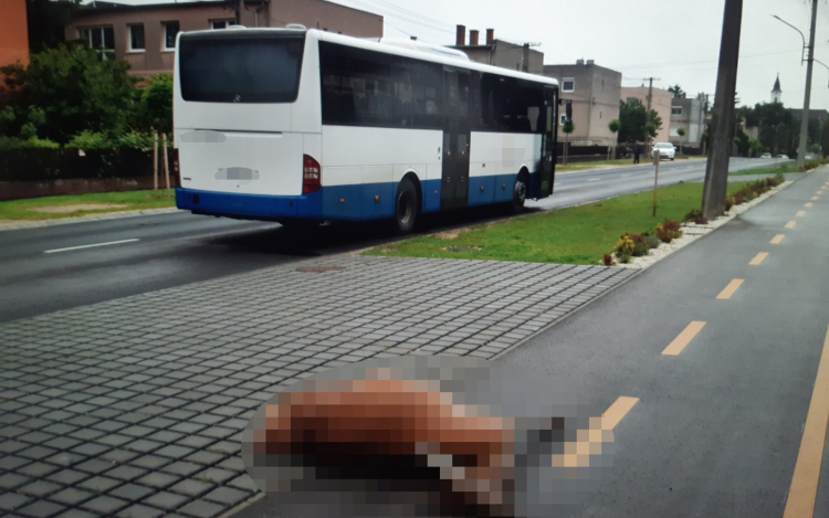 Ajka belvárosába tévedt egy szarvas, elütötte egy busz