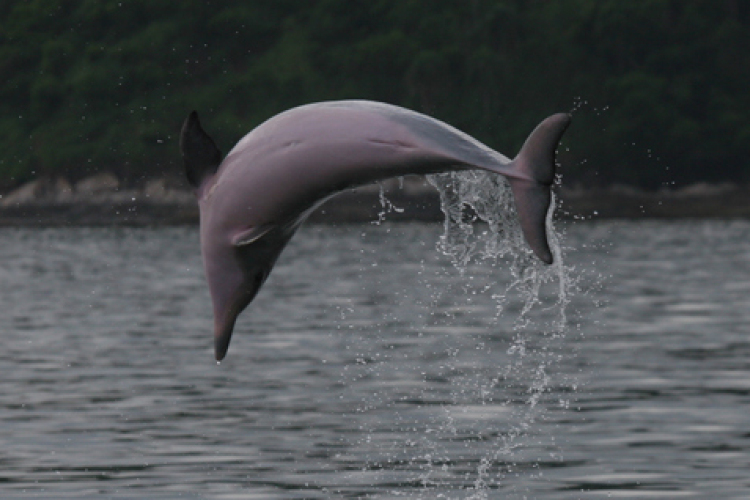 Édesvízi delfineket telepítenek a Külső-várkerti tóba
