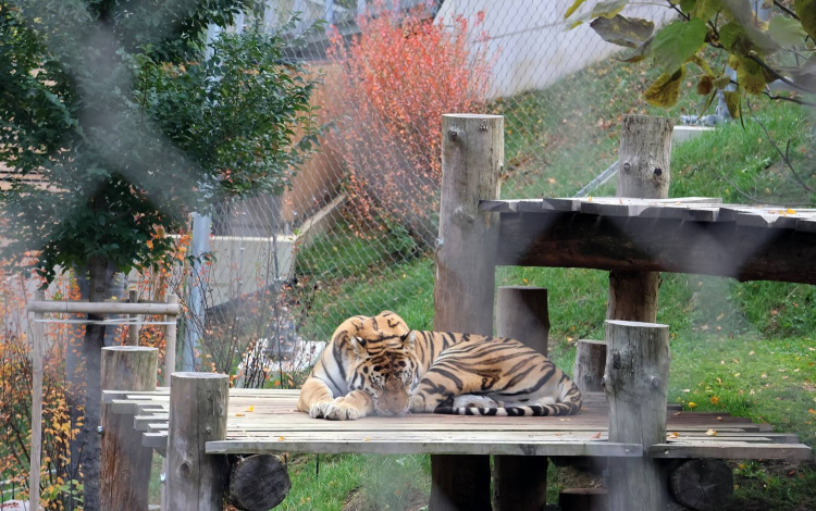 Nagymacskát fogadott örökbe a pápai légibázis