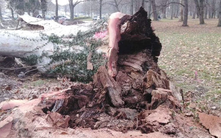 Kivágtak egy korhadt fát a Várkertben