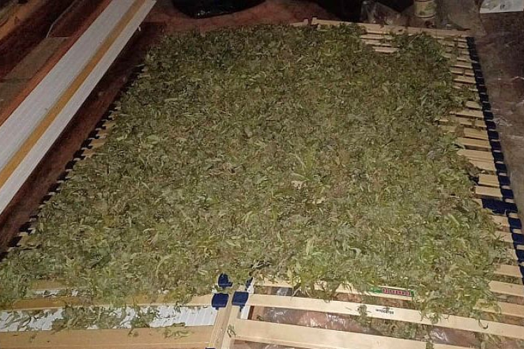 Kábítószer-termesztőket buktatott le a körzeti megbízott