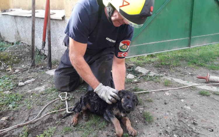 Kútba esett kutyust mentettek meg a tűzoltók Borsosgyőrön