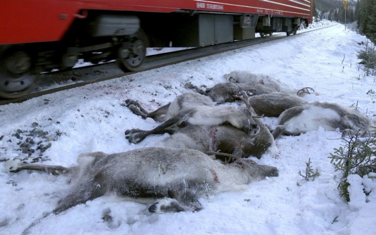 Száz rénszarvast gázolt halálra a vonat Norvégiában