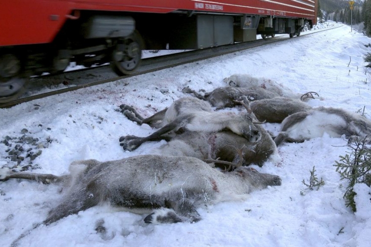 Száz rénszarvast gázolt halálra a vonat Norvégiában