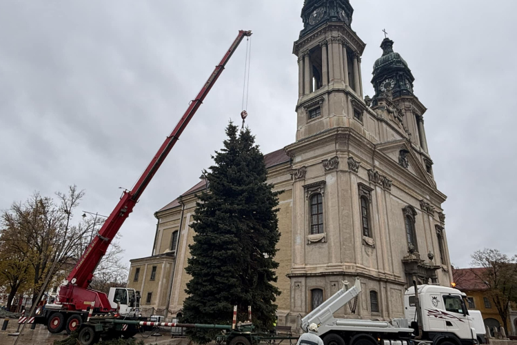 A Czuczor Gergely utcából érkezett a város jókora karácsonyfája