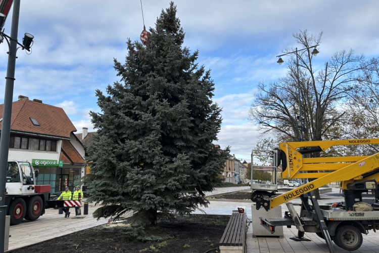 Felállították a város karácsonyfáját a Fő téren