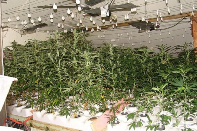 Komoly mennyiségű kannabiszt termesztett Győrszemerén