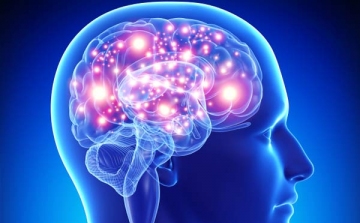 Az idős emberek agyában is ugyanannyi idegsejt növekedik, mint a fiatalokéban