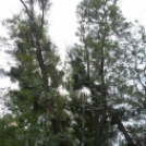 Veszélyes fák kivágása Tapolcafőn