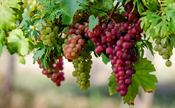 Jó minőségű szőlőre számítanak a szekszárdi borvidéken
