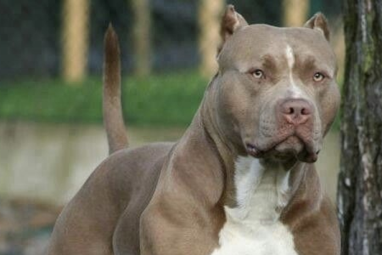 Súlyosan megsérült egy nő, akire kutya támadt Pápa környékén 