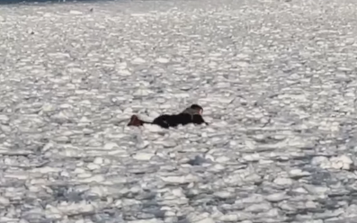 Ezért veszélyes a Balaton jegére menni - Videó