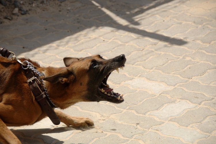 Várandós nőt öltek meg kutyák egy francia erdőben