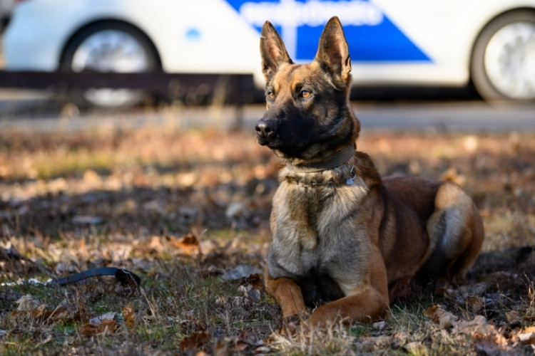 Ismét kutyakiválasztás lesz a rendőrségen 