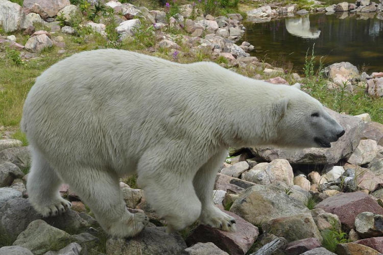 Agyonlőttek egy jegesmedvét egy québeci településen