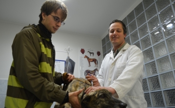 Mikrochipért rohamozták az állatorvosokat