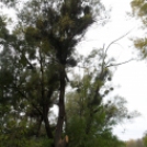 Veszélyes fák kivágása Tapolcafőn