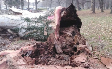 Kivágtak egy korhadt fát a Várkertben