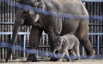 A budapesti állatkert újszülött kiselefántja